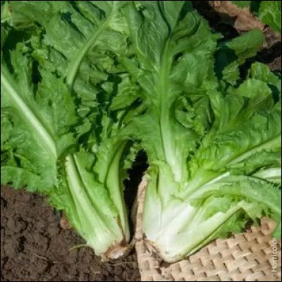 Quel est le nom de cette salade qui se r&eacute;colte en automne hiver ?