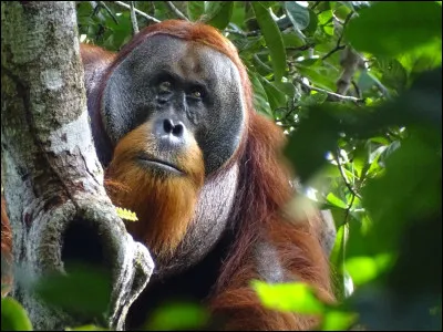 O&ugrave; vivent principalement les orangs-outans ?