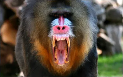 Quel singe a un visage tr&egrave;s color&eacute; ?