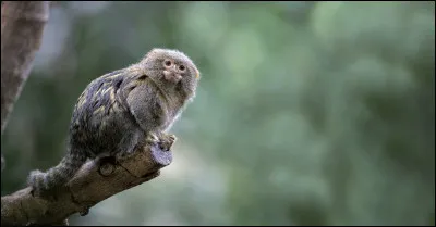 Quel singe est le plus petit ?