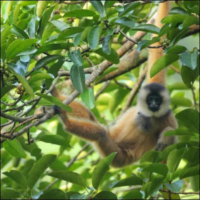 Quel singe est connu pour ses longs bras et ses cris ?