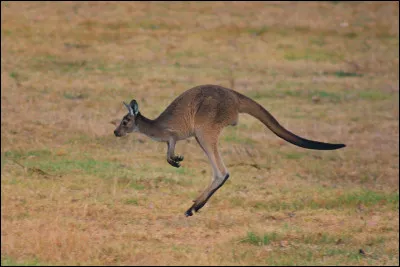 Vrai ou faux : Les kangourous peuvent marcher en arri&egrave;re.