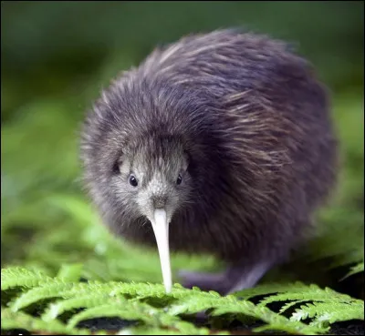 De quel pays, le kiwi est-il l'embl&egrave;me national ?