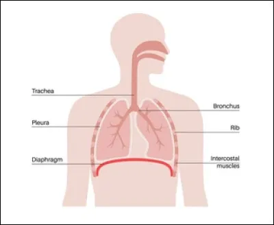 Quel est le nom de la cloison qui s&eacute;pare la cavit&eacute; thoracique de la cavit&eacute; abdominale ?