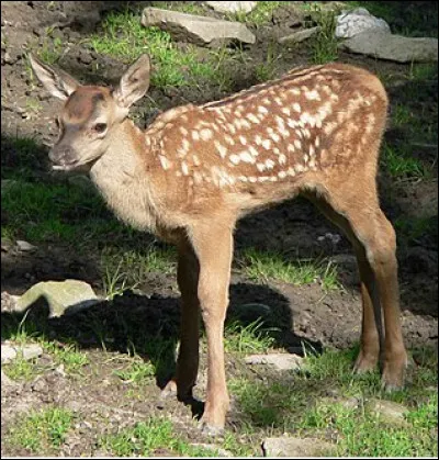 Quel est le nom du petit du cerf ?