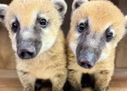 Quiz Les animaux font la une !