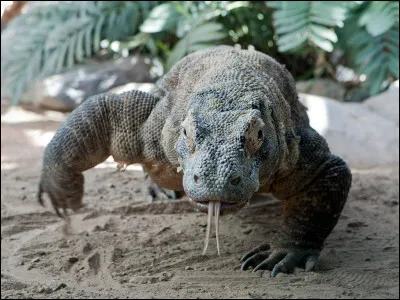 Tiens, quel est cet animal ?