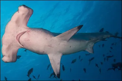 Bon, une question plus dure vu que tu es fort au final : C'est un requin mais lequel ?