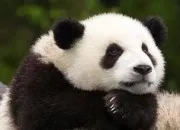 Quiz Sauvons les pandas ! 🐼