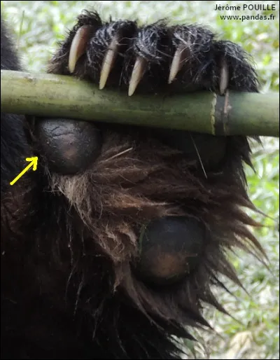 &Agrave; quoi sert le "faux pouce" du panda ?