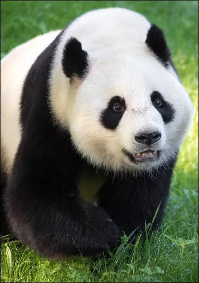 Quel symbole repr&eacute;sente souvent le panda dans le monde ?