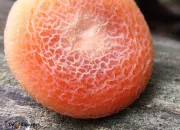 Quiz Quiz Nicologue champignons sauvages Qc. 20