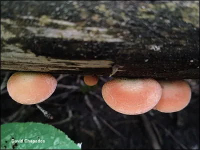 Dans quel habitat et dans quelles conditions la Rhodote palm&eacute; (Rhodotus palmatus) fructifie-t-elle principalement ?