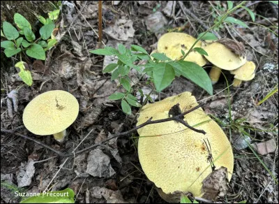 Quel est l'habitat particulier du Suillus tomentosus (Bolet tomenteux) ?