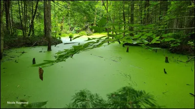 Le Coprin noir d'encre (Coprinopsis atramentaria) est connu pour provoquer le syndrome coprinien. Lequel de ces &eacute;nonc&eacute;s concernant cette intoxication est exact ?