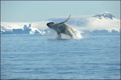 O&ugrave; se trouve le p&ocirc;le Nord ?