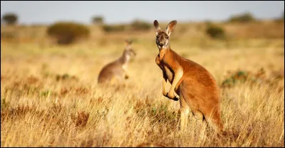 Quel est l�animal embl&egrave;me de l�Australie ?
