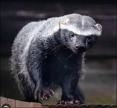 Quel est le nom de ce mammif&egrave;re carnivore des for&ecirc;ts tropicales d'Am&eacute;rique du Sud ?
