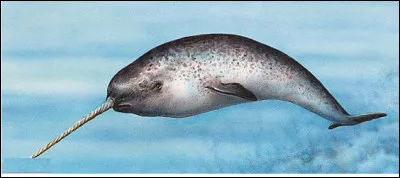 Quel est le nom de ce c&eacute;tac&eacute; de l'oc&eacute;an Arctique avec une canine d&eacute;mesur&eacute;e en forme de corne ?