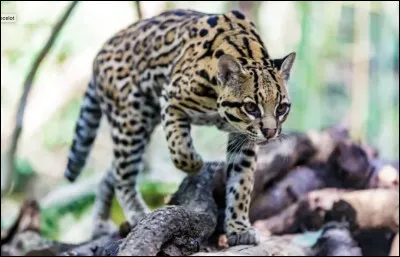 Quel est le nom de ce f&eacute;lin d'Am&eacute;rique du Sud &agrave; fourrure dot&eacute;e d'ocelles ?