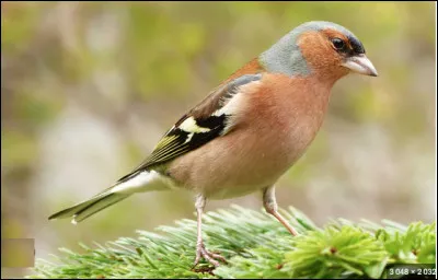 Quel est le nom de cet oiseau, un passereau carnivore &agrave; longue queue ?