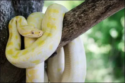 Quel est le nom de ce serpent constricteur des for&ecirc;ts tropicales d'Afrique et d'Asie ?
