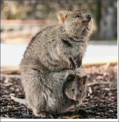 Quel est le nom de ce marsupial end&eacute;mique d'Australie, animal trapu &agrave; t&ecirc;te courte et large ?