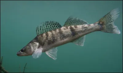 Quel est le nom de ce poisson carnassier d'eau douce pr&eacute;sent dans les fleuves d'Europe ?