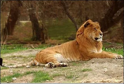 Quel est le nom de cet animal hybride, issu du croisement d'une lionne et d'un tigre ?