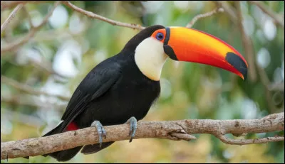 Quel est le nom de cet oiseau grimpeur d'Am&eacute;rique du Sud au plumage &eacute;clatant avec un gros bec long ?