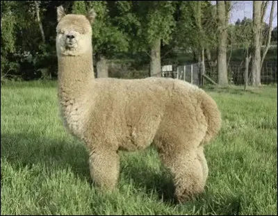 Quel est le nom de ce mammif&egrave;re cam&eacute;lid&eacute; domestique d'Am&eacute;rique du Sud ?