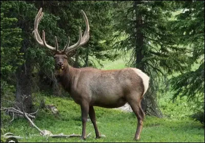 Quel est le nom de ce mammif&egrave;re herbivore de la famille des cervid&eacute;s d'Am&eacute;rique du Nord ?