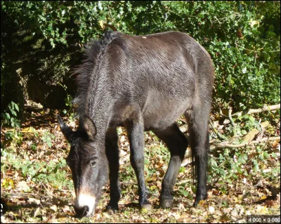 Quel est le nom de cet &eacute;quid&eacute; hybride, issu du croisement entre un &eacute;talon et une &acirc;nesse ?