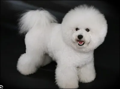 Quel est le nom de cette race de petit chien de compagnie au pelage blanc et soyeux ?
