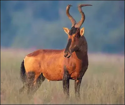 Quel est le nom de cette antilope d'Afrique de la famille des bovid&eacute;s ?