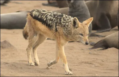 Quel est le nom de ce mammif&egrave;re carnivore de la famille des canid&eacute;s ?