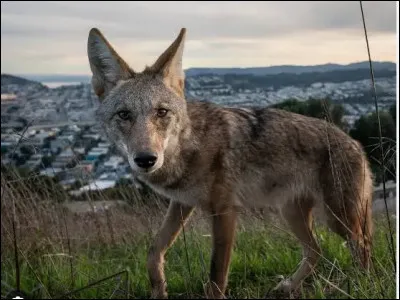 Quel est le nom de ce mammif&egrave;re carnivore charognard de la famille des canid&eacute;s ?