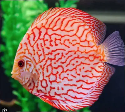 Quel est le nom de ce poisson tropical d'eau douce originaire de l'Amazone ?