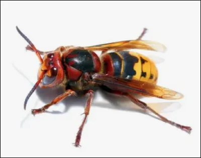 Quel est le nom de cet insecte d'Asie grand pr&eacute;dateur des abeilles ?