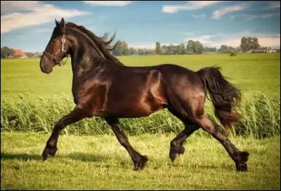 Quel est le nom de cette race de chevaux de selle originaire des Pays-Bas ?