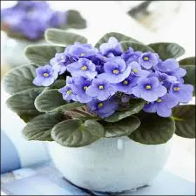 Botanique : Quelle plante originaire de l'Afrique de l'Est est aussi appel&eacute;e violette du Cap ?