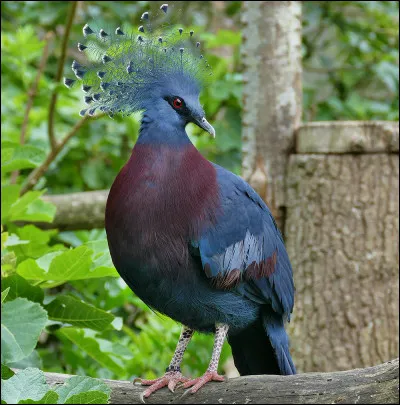 Animaux : Quel oiseau end&eacute;mique de Nouvelle-Guin&eacute;e est souvent appel&eacute; pigeon couronn&eacute; ?