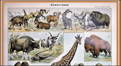 Vrai ou faux : Le mot �mammif&egrave;re� vient du latin.