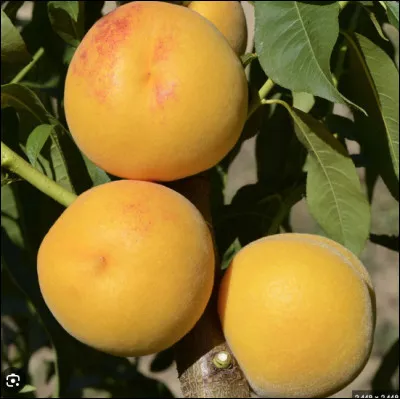 Quel est le nom de cette vari&eacute;t&eacute; de p&ecirc;che &agrave; peau duveteuse, &agrave; chair blanche et sucr&eacute;e originaire de la commune de Pavie en France ?
