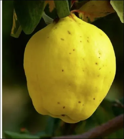 Quel est le nom du fruit volumineux du cognassier ?