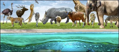 Quel est ton animal pr&eacute;f&eacute;r&eacute; ?