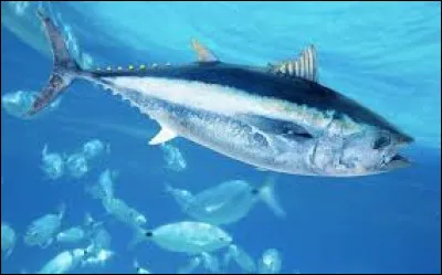 Quel grand filet est utilis&eacute; pour la p&ecirc;che au thon ?