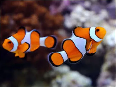 De quel poisson le film d'animation "Le Monde de Nemo" sorti en 2003 raconte-t-il l'histoire ?
