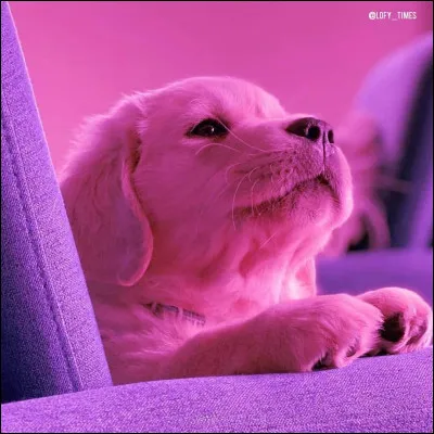 Quelle est la qualit&eacute; qui se rapproche le plus de celles que tu poss&egrave;des ?