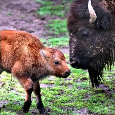 Quel footballeur champion du monde devenu consultant a un fr&egrave;re surfeur professionnel ?